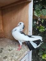 Jonge pauwstaart, Dieren en Toebehoren, Geslacht onbekend, Overige soorten