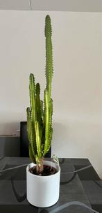 Cactus Euphorbia Trigona - Kamerplant, Ophalen, Minder dan 100 cm, In pot, Cactus