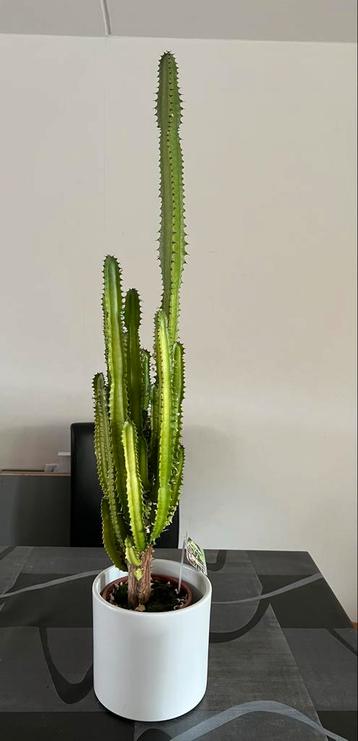 Cactus Euphorbia Trigona - Kamerplant beschikbaar voor biedingen