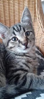 Mix Khao mannee/Blue smoke maincoon❤️, Dieren en Toebehoren, Meerdere dieren, Ontwormd, 0 tot 2 jaar