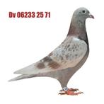Postduiven Racepigeons Adri van der Linden DV 06233 25 71, Geslacht onbekend, Postduif