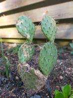 Opuntia winterharde cactus, Tuin en Terras, Planten | Tuinplanten, Zomer, Ophalen of Verzenden, Overige soorten, Volle zon