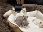 Britse korthaar kittens, Dieren en Toebehoren, Katten en Kittens | Raskatten | Korthaar, Meerdere dieren, Gechipt, 0 tot 2 jaar