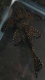 L241 Galaxy Vampire Pleco, Dieren en Toebehoren, Vissen | Aquariumvissen