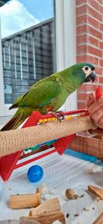 Superlieve, tamme Ara Maracana, Vrouwelijk, Papegaai, Pratend