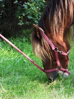 Prachtige Comtois x Merens, B, 7 tot 10 jaar, Recreatiepony, D pony (1.37m tot 1.48m)
