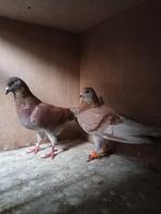 2 oude en 1 jong koppel tipplers, Dieren en Toebehoren, Vogels | Duiven, Meerdere dieren