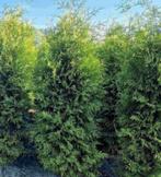 Coniferen, Ophalen of Verzenden, Conifeer, 100 tot 250 cm