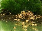 Caridina Crystal Black garnalen,, Dieren en Toebehoren, Kreeft, Krab of Garnaal, Zoetwatervis, Schoolvis