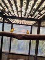 Princes of wales parkiet, Dieren en Toebehoren, Vogels | Parkieten en Papegaaien, Meerdere dieren, Parkiet, Geringd