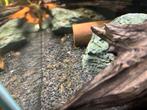 Mini tijger/japonica garnalen, Dieren en Toebehoren, Vissen | Aquariumvissen, Kreeft, Krab of Garnaal