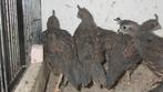 californische kuifkwartels, Meerdere dieren, Overige soorten