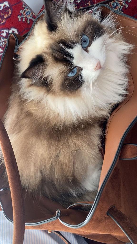 Liefe poes, Dieren en Toebehoren, Katten en Kittens | Raskatten | Langhaar, Poes