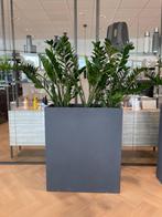 Plantenbak incl plant, Ophalen, Tuin, Gebruikt, 60 tot 100 cm