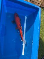 Koi karpers te koop aangeboden. Hi Utsuri 45 cm, Dieren en Toebehoren, Vissen | Vijvervissen, Karper of Koi