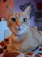 1 jarige rode poes, Dieren en Toebehoren, Katten en Kittens | Overige Katten, Poes, Kortharig, 0 tot 2 jaar