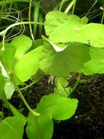 Aquariumplanten - Hydrocotyle Leucocephala, Verzenden, Zo goed als nieuw, Plant(en), Steen of Hout