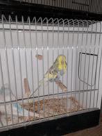 Engelse grasparkieten, Dieren en Toebehoren, Vogels | Parkieten en Papegaaien, Meerdere dieren, Parkiet, Geringd