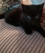 Britse korthaar kittens, Dieren en Toebehoren