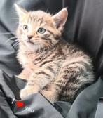 Kittens 💕, Meerdere dieren, Kortharig, 0 tot 2 jaar