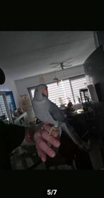 Halsbandparkiet april 2025, Dieren en Toebehoren, Vrouwelijk, Parkiet, Tam