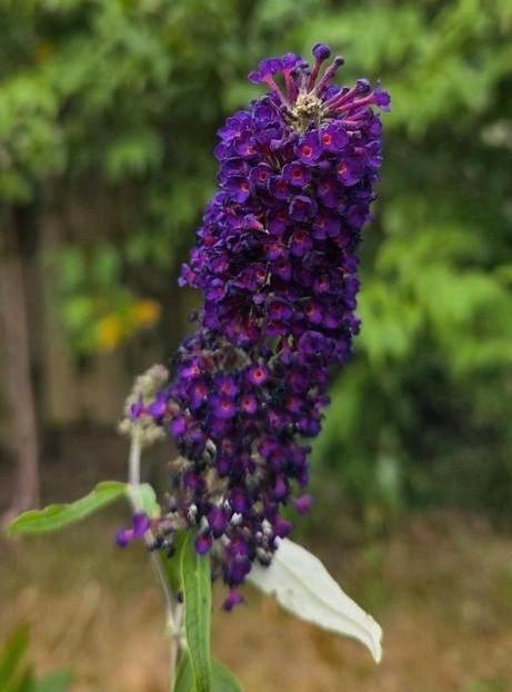 Grote paarse vlinderstruik, Tuin en Terras, Planten | Struiken en Hagen, Vlinderstruik, Ophalen