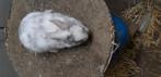Kleurdwerg rhontekening, Dieren en Toebehoren, Konijnen, Mannelijk, Dwerg