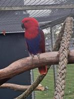 Edelpapegaai koppel, Dieren en Toebehoren, Vogels | Parkieten en Papegaaien, Meerdere dieren, Papegaai, Geringd
