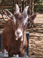 Toggenburger bokjes, Dieren en Toebehoren, Mannelijk, Geit