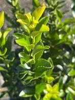 Eonymus Green Spire - Groenblijvende Struik, Tuin en Terras, Planten | Struiken en Hagen, Ophalen, Overige soorten, Struik, Minder dan 100 cm