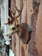 HERTENKOP MET GEWEI VINTAGE JR 60/70 FRANS KUNSTSTOF, Antiek en Kunst, Curiosa en Brocante, Ophalen