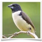 Reuzen ekstertje, Meerdere dieren, Tropenvogel, Geringd
