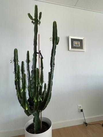 cactus, hoogte ca 2 meter beschikbaar voor biedingen