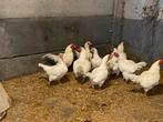 Indische vechtkriel wit, Dieren en Toebehoren, Pluimvee, Meerdere dieren, Kip
