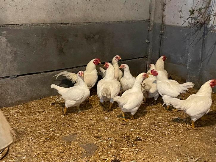 Indische vechtkriel wit, Dieren en Toebehoren, Pluimvee, Kip, Meerdere dieren