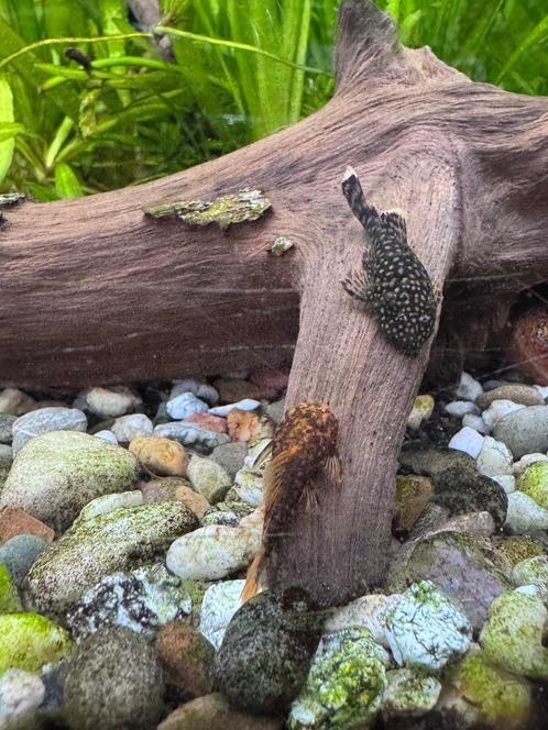 Aquariumvissen, Dieren en Toebehoren, Vissen | Aquariumvissen, Zoetwatervis, Vis, Schoolvis