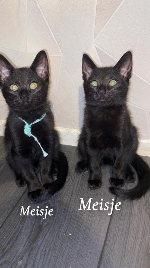 Zwarte katten brengen zeker geen ongeluk😉, Dieren en Toebehoren, Katten en Kittens | Raskatten | Langhaar, Meerdere dieren, Ontwormd