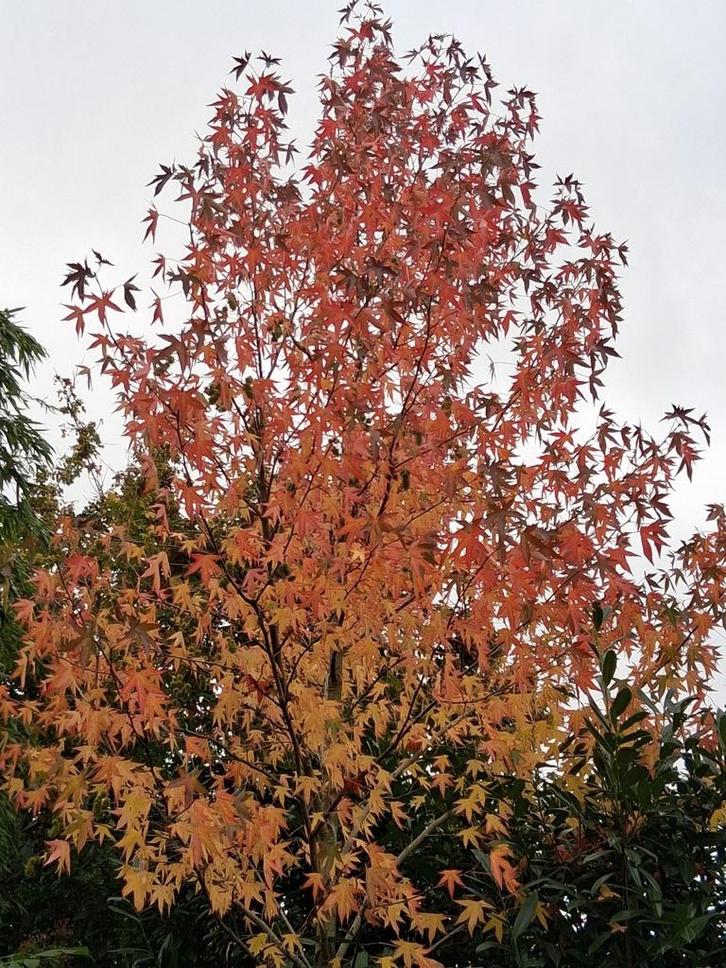 Liquidambar worplesdon amberboom, Tuin en Terras, Planten | Bomen, Overige soorten, Bloeit niet, Ophalen