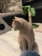 Britse korthaar poes – Lilac, Dieren en Toebehoren, Katten en Kittens | Raskatten | Korthaar, Poes, Ontwormd