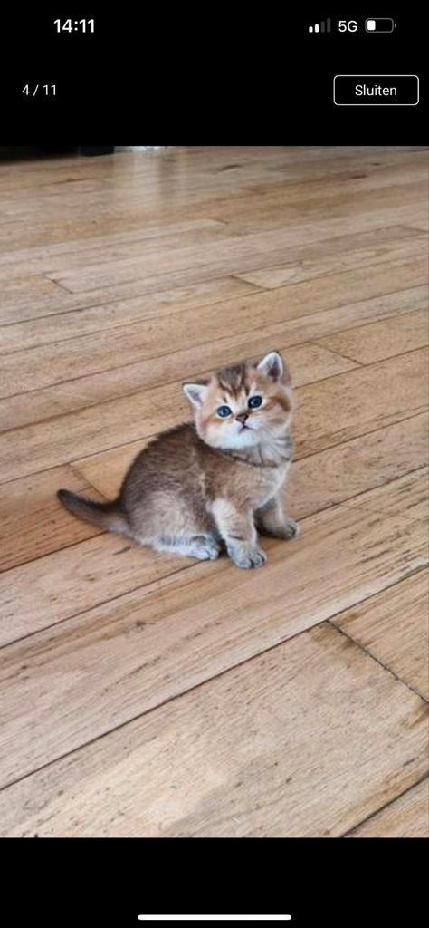 Britse korthaar black golden katertje, Dieren en Toebehoren, Katten en Kittens | Raskatten | Korthaar, Meerdere dieren, Ontwormd