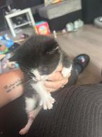 Poes kitten, Dieren en Toebehoren, Katten en Kittens | Raskatten | Korthaar, Poes