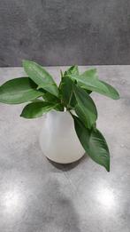 Stekjes ficus 4 stuks, Ophalen, Ficus, Halfschaduw, Minder dan 100 cm