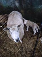 Schaap met lam, Vrouwelijk, Schaap