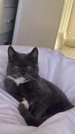 Britse kort haar kitten