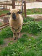 dekbok, Dieren en Toebehoren, Schapen, Geiten en Varkens, Mannelijk, Schaap