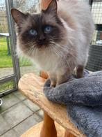 Ragdoll Dekkater met stamboom ( niet te koop), Dieren en Toebehoren, Katten en Kittens | Dekkaters, 3 tot 5 jaar