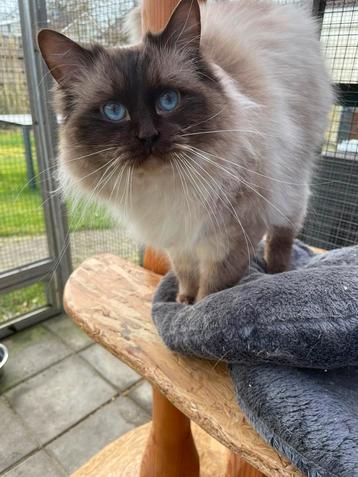 Ragdoll Dekkater met stamboom ( niet te koop) beschikbaar voor biedingen