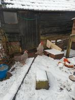 Amrock hen + haan Groot Ras, Dieren en Toebehoren, Pluimvee, Meerdere dieren, Kip