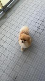 Lieve Pomeriaan Reu te Koop – Fendi (2 jaar oud), Dieren en Toebehoren, Keeshond, Reu, 1 tot 2 jaar, Rabiës (hondsdolheid)