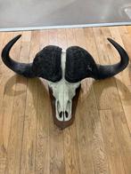 Afrikaanse kaapse Buffel Schedel op Houten Plaat, Ophalen, Zo goed als nieuw